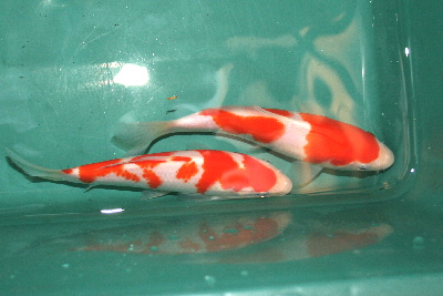 20071014 004L-400L.jpg